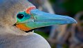 563 - the spectrum of the birds - KERANEN Kauko - finland